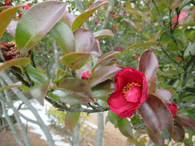 f0140773_1547496.gif