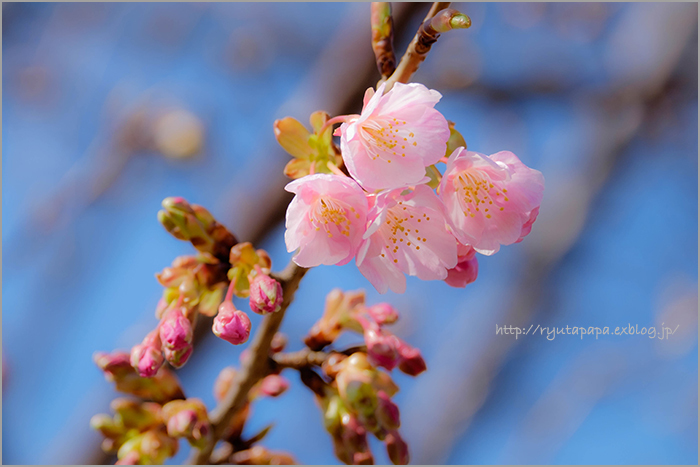 河津桜_a0280374_14100934.jpg