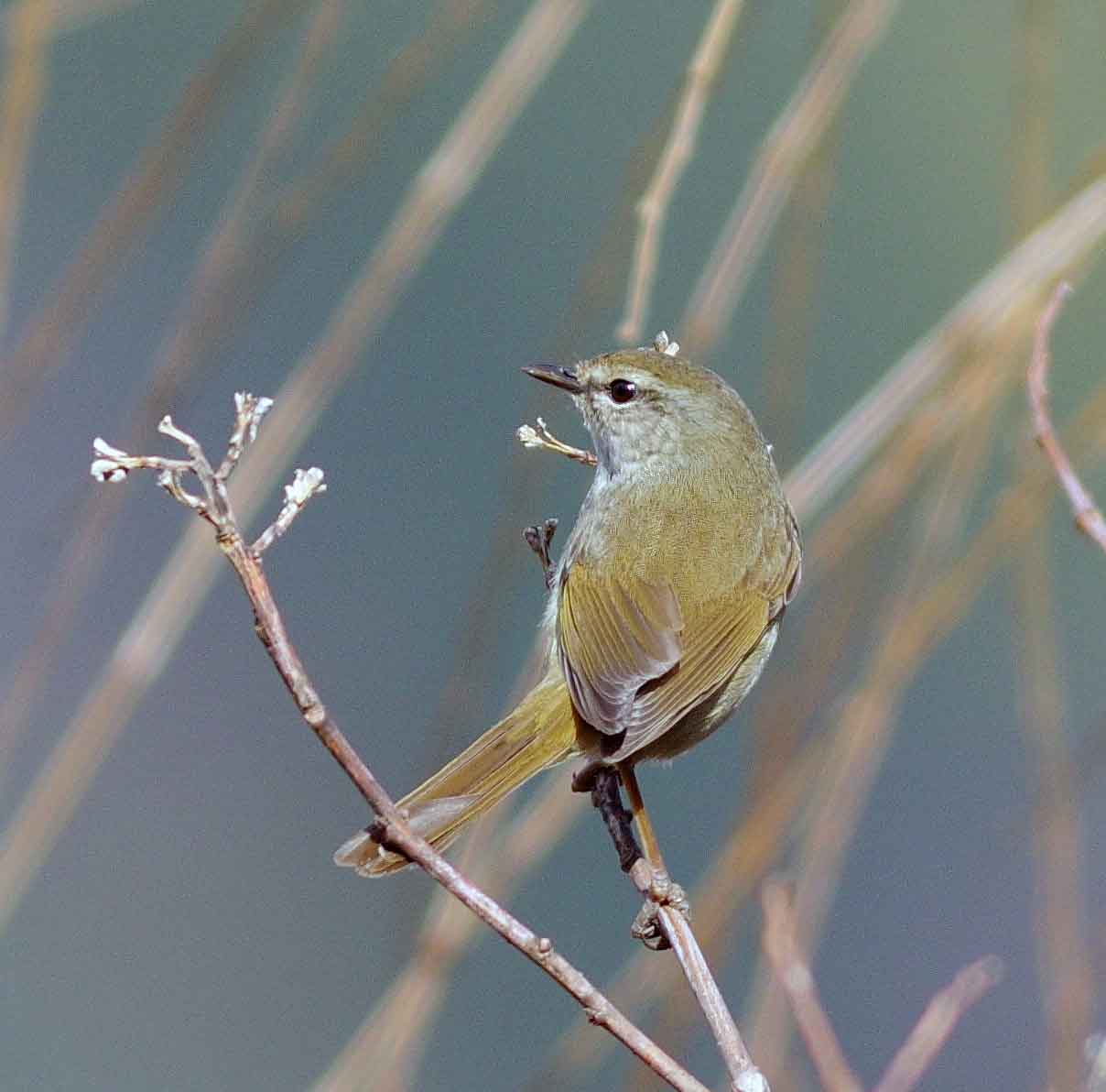 2016年2月　　野鳥_c0176183_8561110.jpg