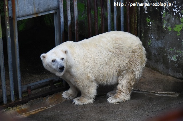 ＜自分用覚書＞　２０１６年　動物園　訃報一覧　その１_a0052986_2340813.jpg