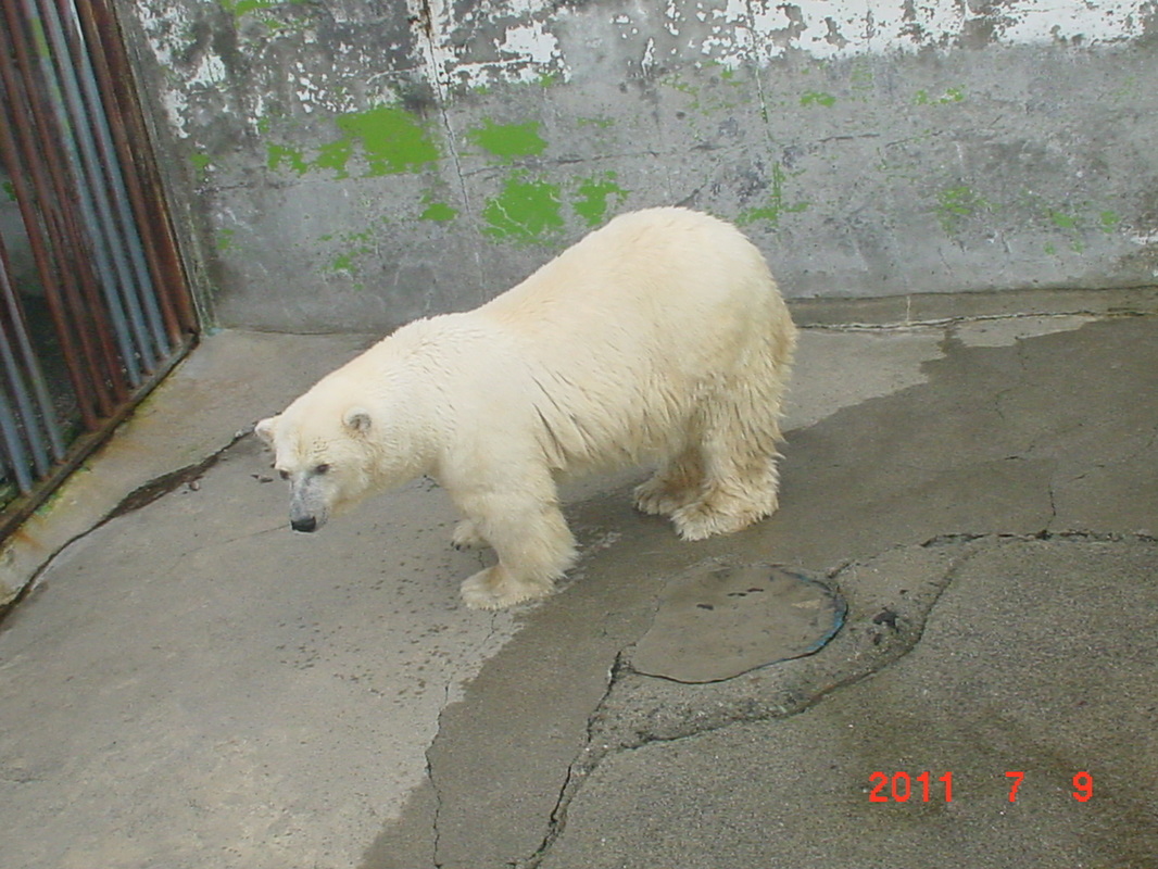 ＜自分用覚書＞　２０１６年　動物園　訃報一覧　その１_a0052986_23421377.jpg