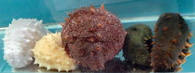 白 黄 赤 緑 黒の 長州なまこファイブ 萩博物館で飼育展示 16 2 11 萩博ブログ