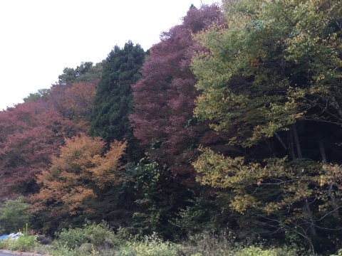 e0115904_16482250.jpg