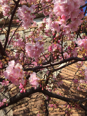 パリの次はココ、桜が歓迎よ♪_b0151911_23125835.jpg