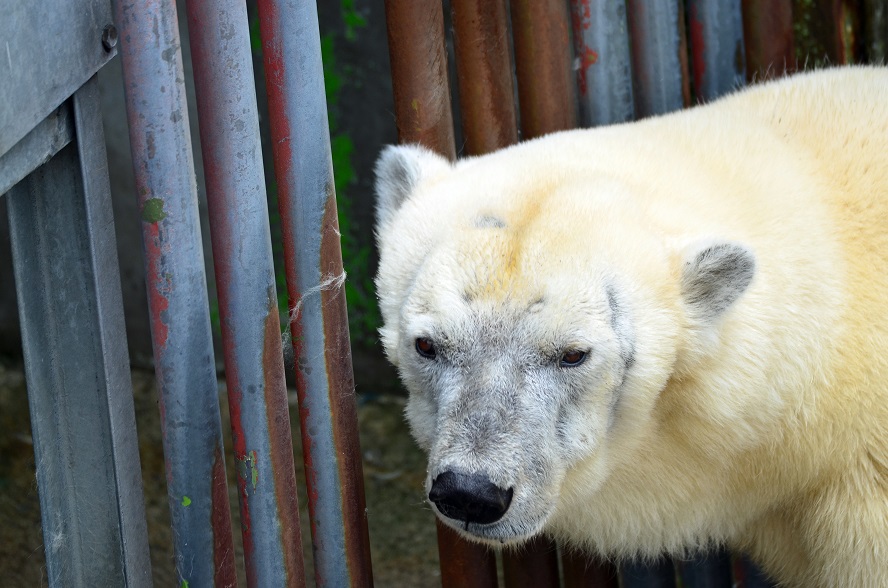 阿蘇 カドリー ドミニオンのカアチャン亡くなる 国内最高齢 19年誕生 が実は真相だった Polarbearology Conjectaneum