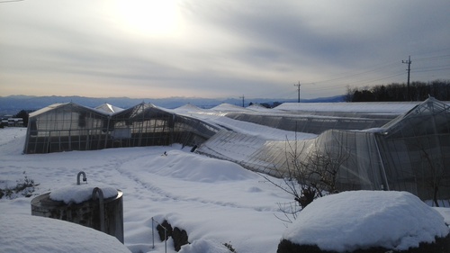 ひぐち和彦弁護士と富士見と大胡の大雪による被害農家を見舞う_e0260114_923849.jpg