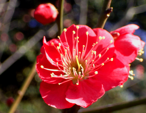 小石川後楽園の梅の花　（2月９日）_a0023315_15592899.jpg