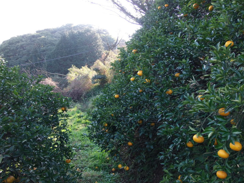 「甘夏」の収穫&「現場」作業。_a0125419_19513956.jpg