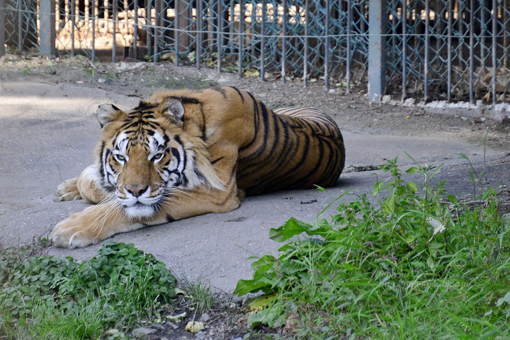 2015.10.9 那須サファリパーク☆トラのケンタ【Tiger】_f0250322_21102022.jpg