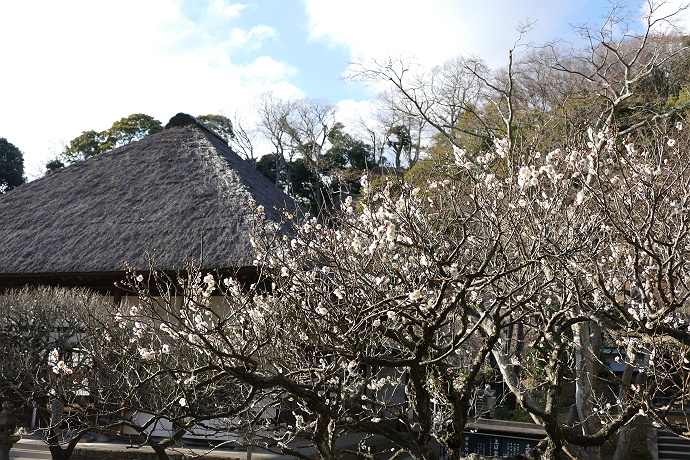 峰の薬師から城山湖を経て高尾山口駅に向かう　その１１_c0196928_1136372.jpg