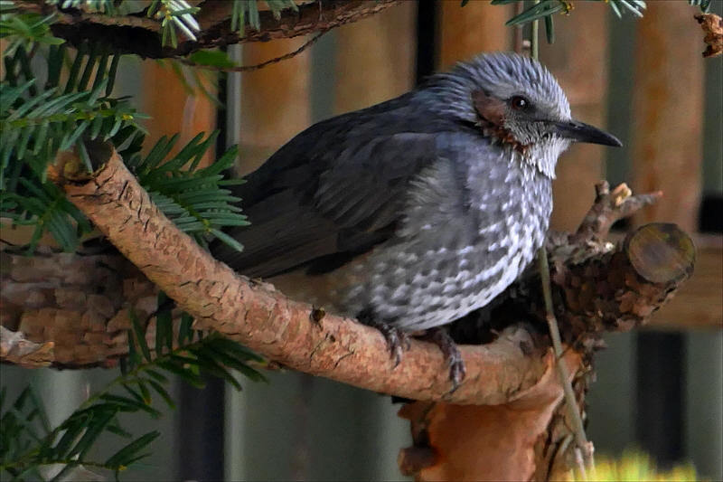 福島市 自宅の庭に「飛んでくる野鳥」_d0106628_10082049.jpg