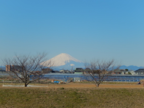 安心してください...咲いています!(梅)_b0137932_20371297.jpg