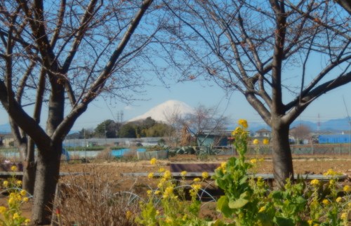 安心してください...咲いています!(梅)_b0137932_20374523.jpg