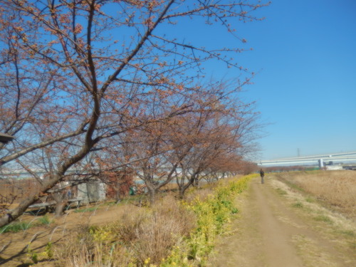 安心してください...咲いています!(梅)_b0137932_2173324.jpg