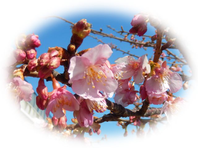 安心してください....咲いています(桜)_b0137932_9474042.jpg