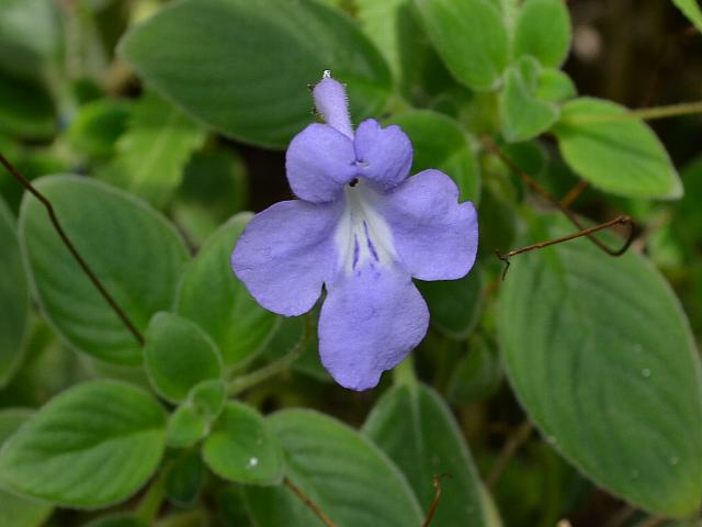 ストレプトカルプス サクソルム 今日の花