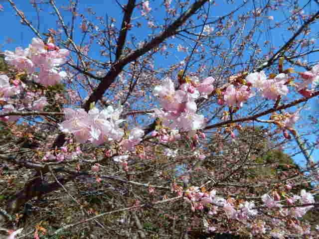 散歩道のお花_f0031546_2013998.jpg