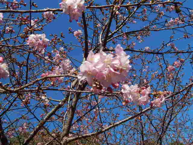 散歩道のお花_f0031546_2075978.jpg