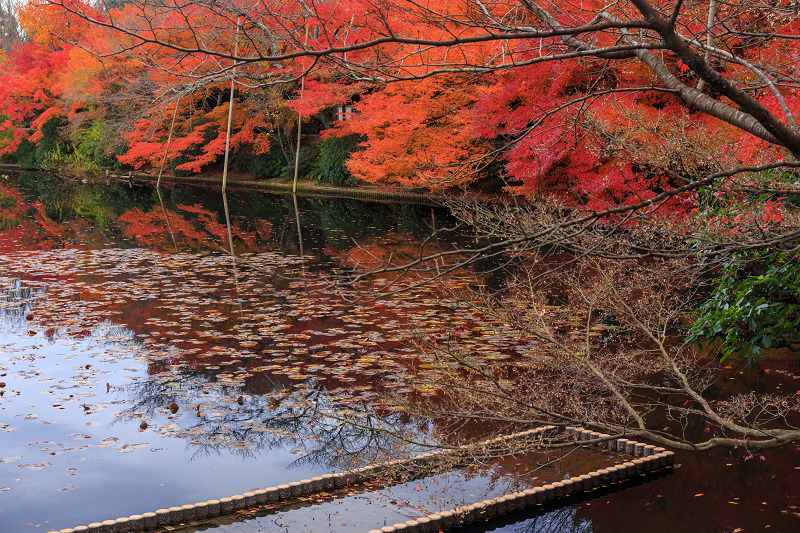 京都の紅葉2015・龍安寺（外庭編）_f0155048_21563620.jpg