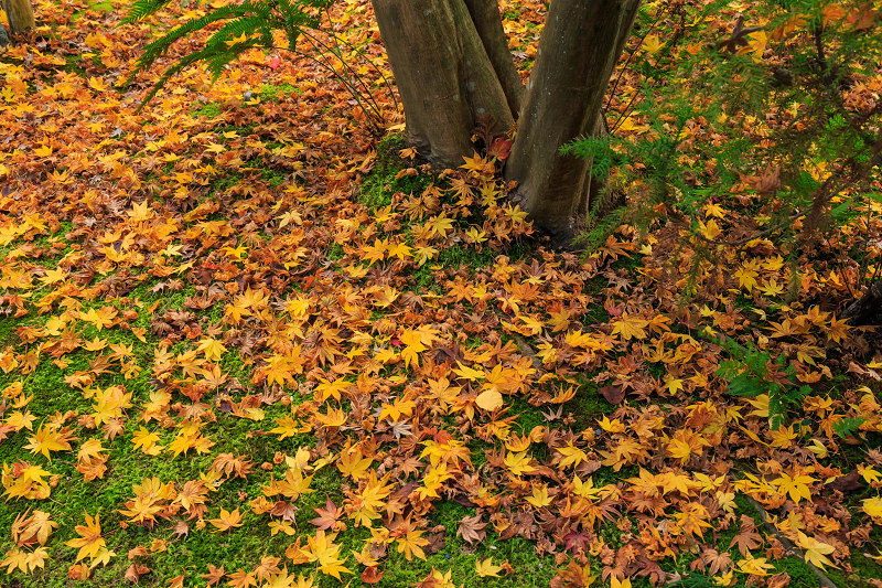 京都の紅葉2015・龍安寺（外庭編）_f0155048_215832.jpg