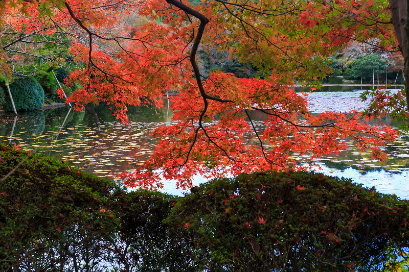 京都の紅葉2015・龍安寺（外庭編）_f0155048_215891.jpg