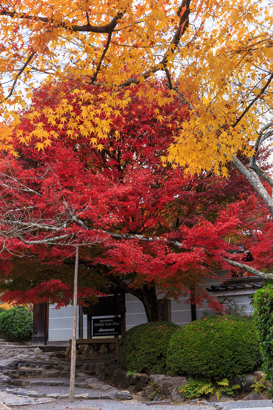 京都の紅葉2015・龍安寺（外庭編）_f0155048_21592450.jpg