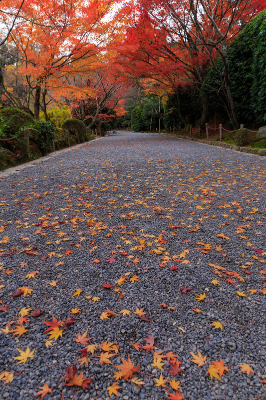 京都の紅葉2015・龍安寺（外庭編）_f0155048_2203441.jpg