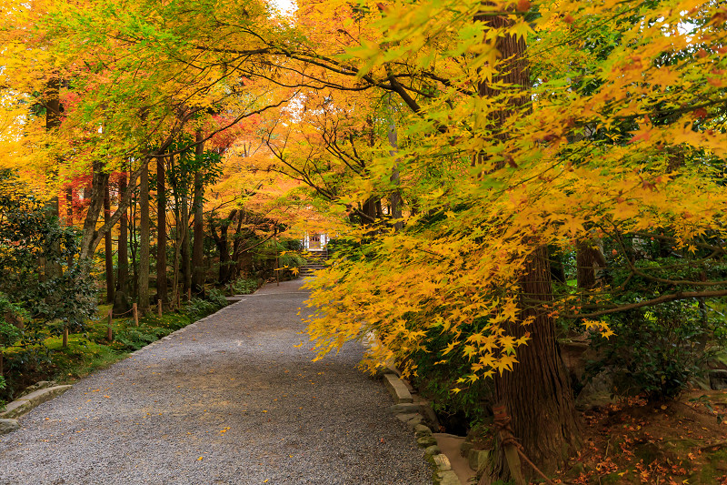 京都の紅葉2015・龍安寺（外庭編）_f0155048_2241143.jpg