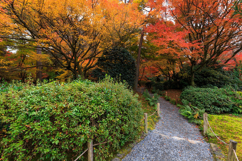 京都の紅葉2015・龍安寺（外庭編）_f0155048_2275320.jpg