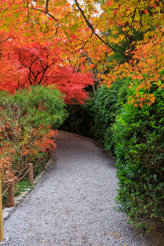 京都の紅葉2015・龍安寺（外庭編）_f0155048_2284043.jpg