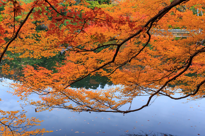 京都の紅葉2015・龍安寺（外庭編）_f0155048_2291424.jpg