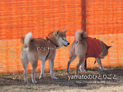 ドッグランに ストーカー犬 現る 動画あり Yamatoのひとりごと