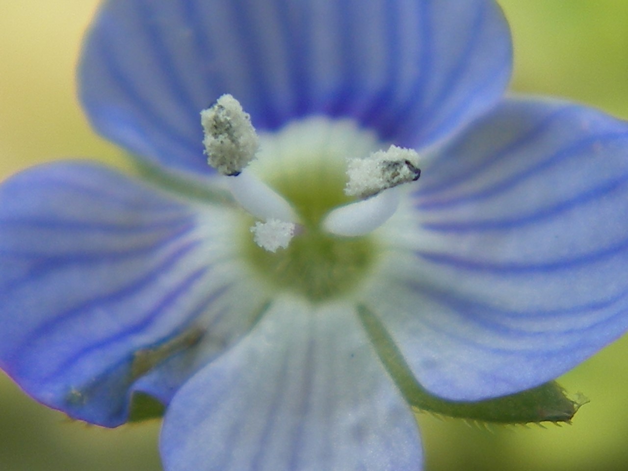 堤防に咲くベロニカ ペルシカの花 自然風の自然風だより 堤防に咲くベロニカ ペルシカの花 自然風の自然風だより