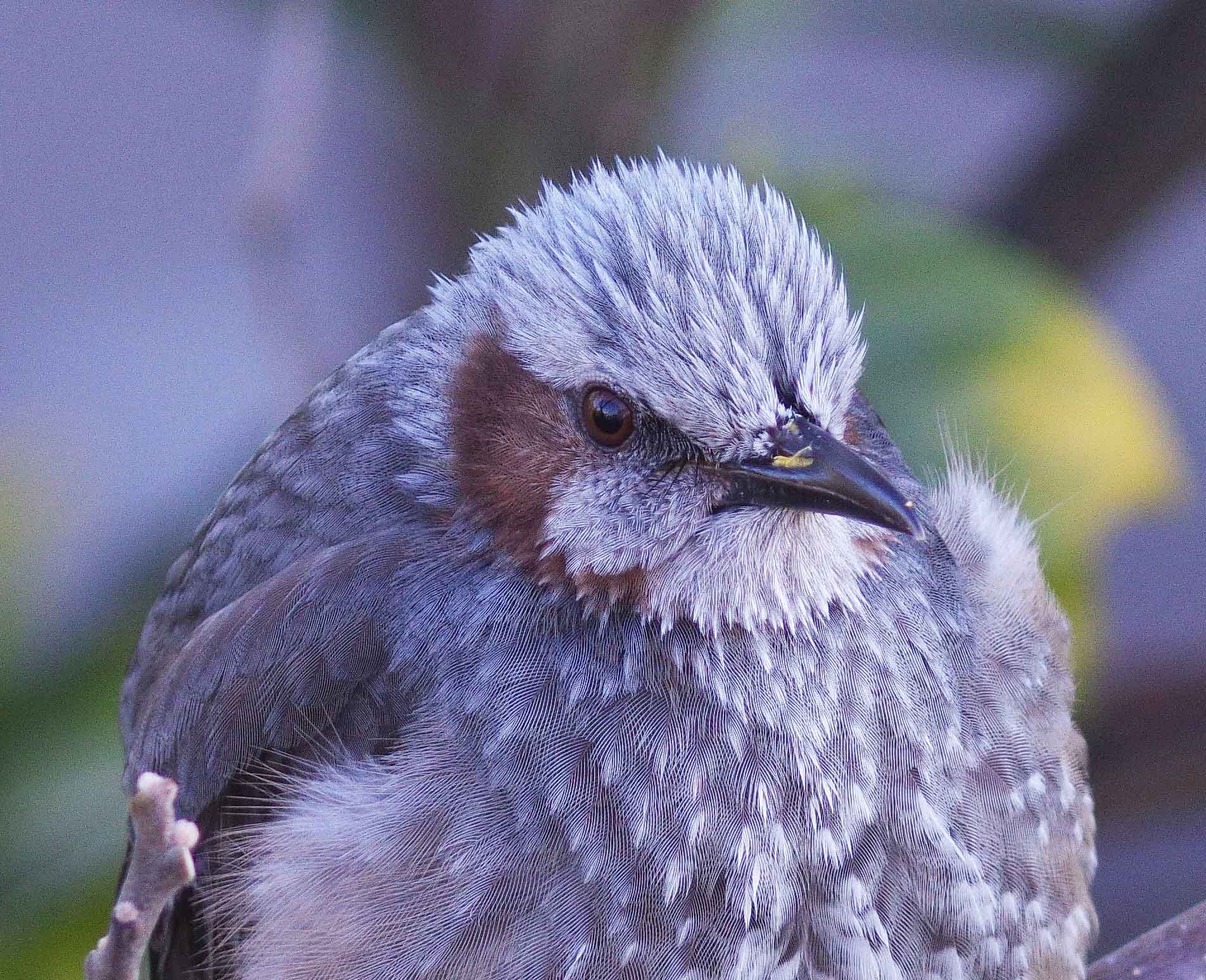 ２０１６年　２月　　野鳥_c0176183_17122941.jpg