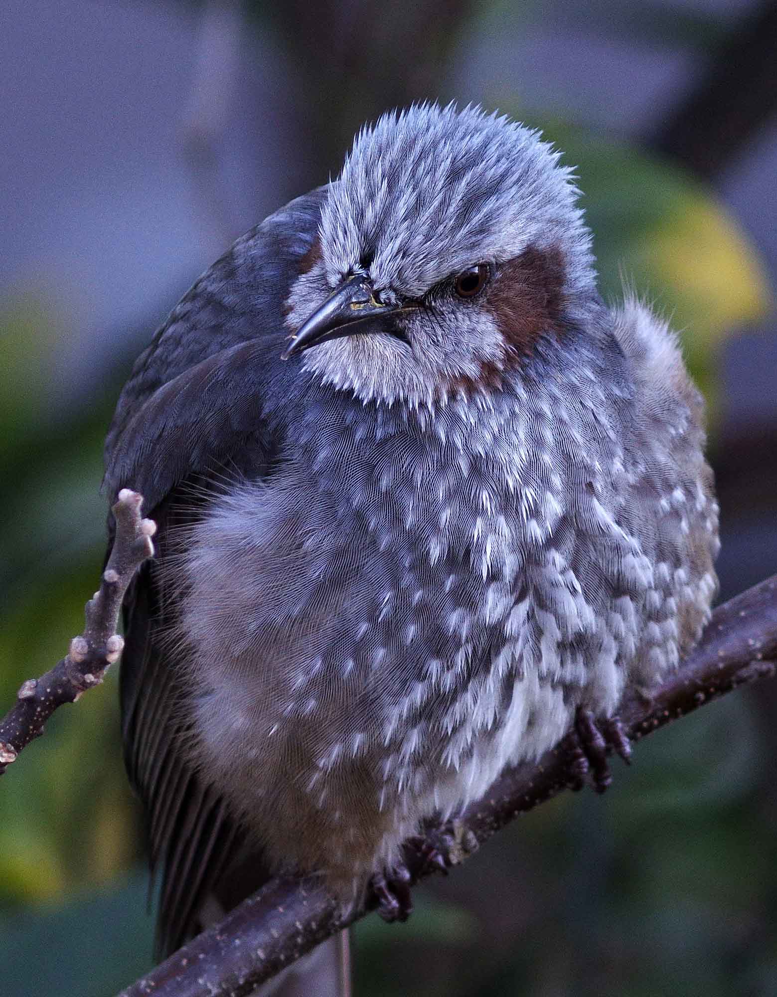 ２０１６年　２月　　野鳥_c0176183_1713669.jpg