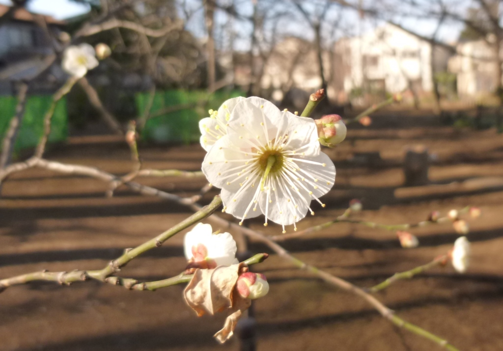 どんぐり公園の梅_e0200101_20341576.jpg