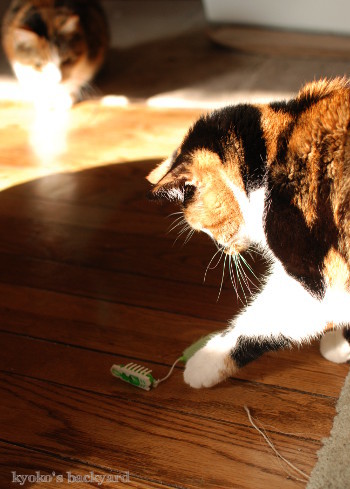 ヘックスバグの猫おもちゃ_b0253205_05221081.jpg