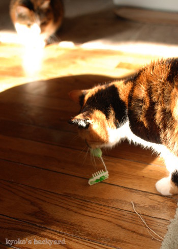 ヘックスバグの猫おもちゃ_b0253205_05224187.jpg