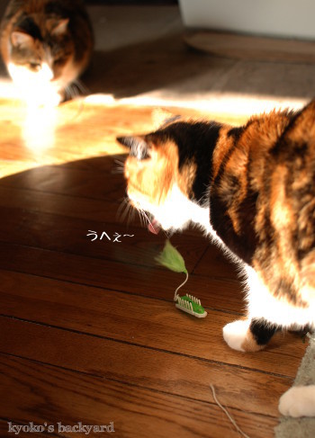 ヘックスバグの猫おもちゃ_b0253205_05231123.jpg