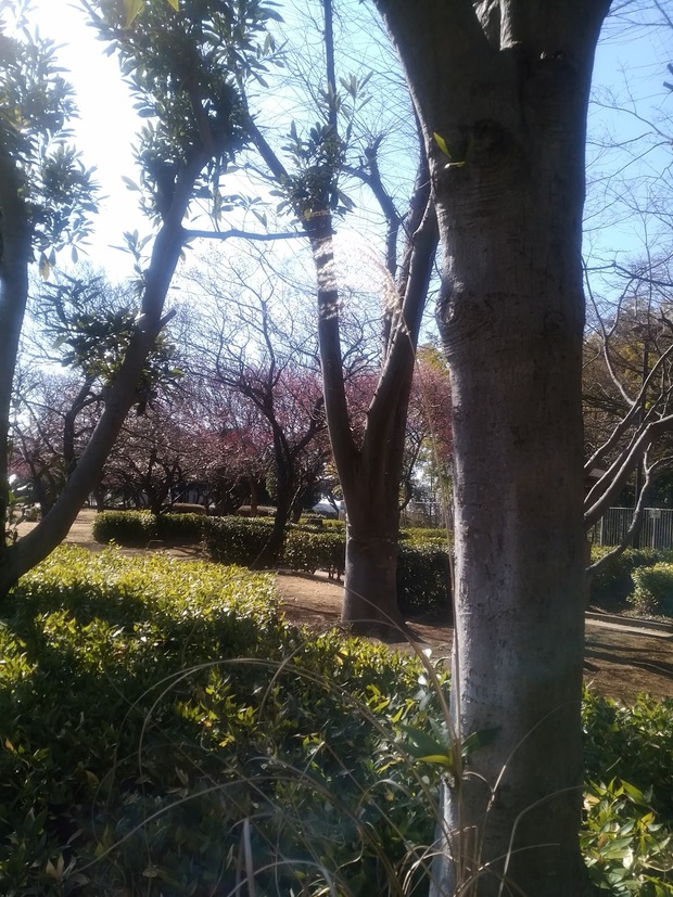 タブレットデビュー_f0205317_1354371.jpg