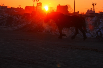 帯広　ばんえい競馬　_e0005428_1612952.jpg