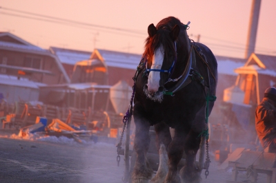 帯広　ばんえい競馬　_e0005428_16135385.jpg