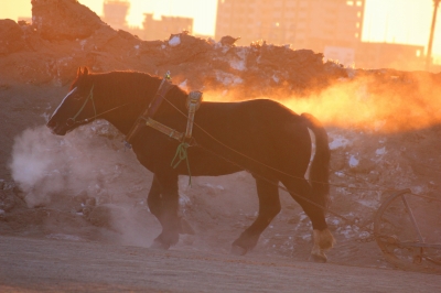 帯広　ばんえい競馬　_e0005428_1614436.jpg