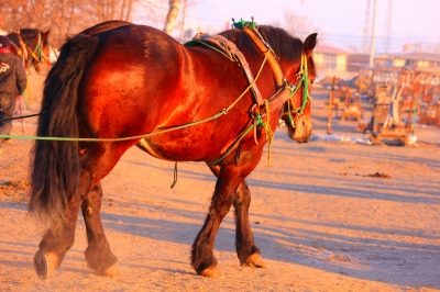 帯広　ばんえい競馬　_e0005428_16145769.jpg