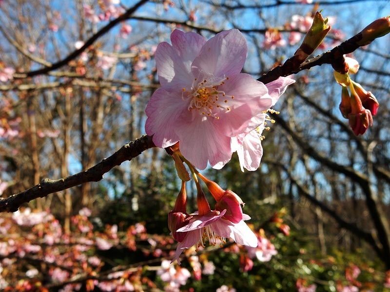 伊豆高原の河津桜_e0349629_06502212.jpg