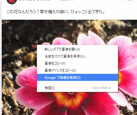 知らない花の名前を調べたい時 初心者のためのoffice講座 Supportingblog1