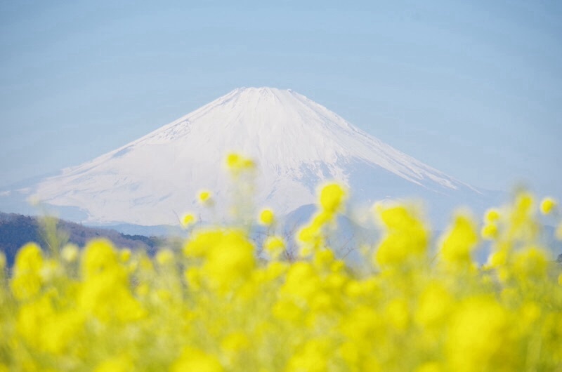 菜の花も、海も、富士山も。_f0338831_21312374.jpg