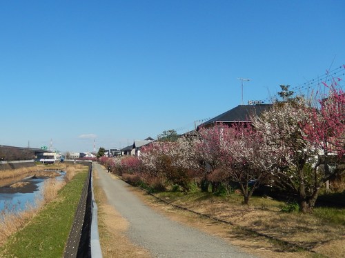安心してください...咲いています!(梅)_b0137932_10221880.jpg
