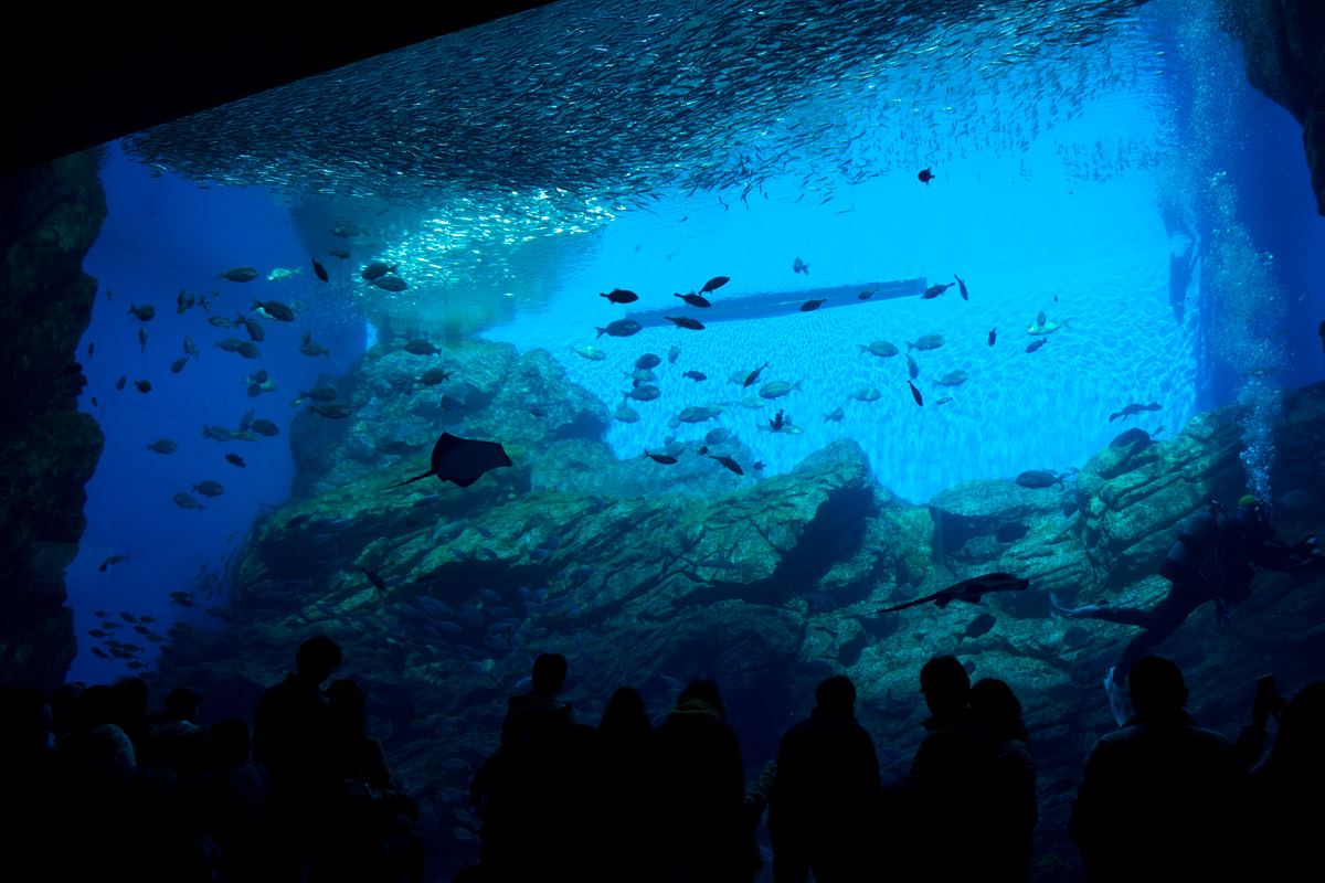 久しぶりに仙台うみの杜水族館_f0159834_22364651.jpg