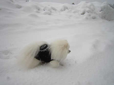 雪遊びですよ～♪３（２）_b0177436_21473580.jpg